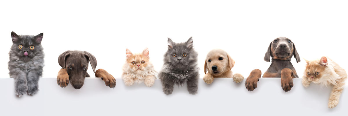 CBD Animales