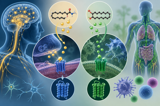 Endocannabinoides: qué son y qué funciones tienen en el organismo