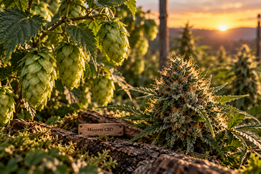 Humuleno: el terpeno del cannabis y el lúpulo que está despertando el interés científico