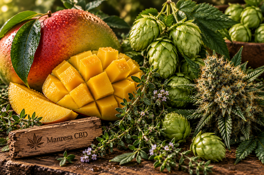 Mirceno: el terpeno del cannabis que va mucho más allá del aroma