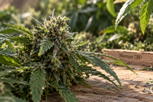 CBDA: qué es el ácido cannabidiólico y en qué se diferencia del CBD