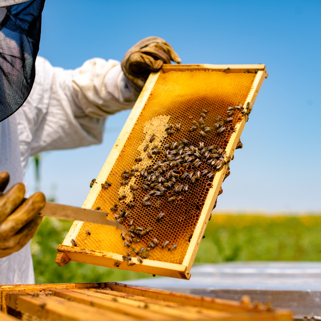 Mieles “Harvest of Honey”
