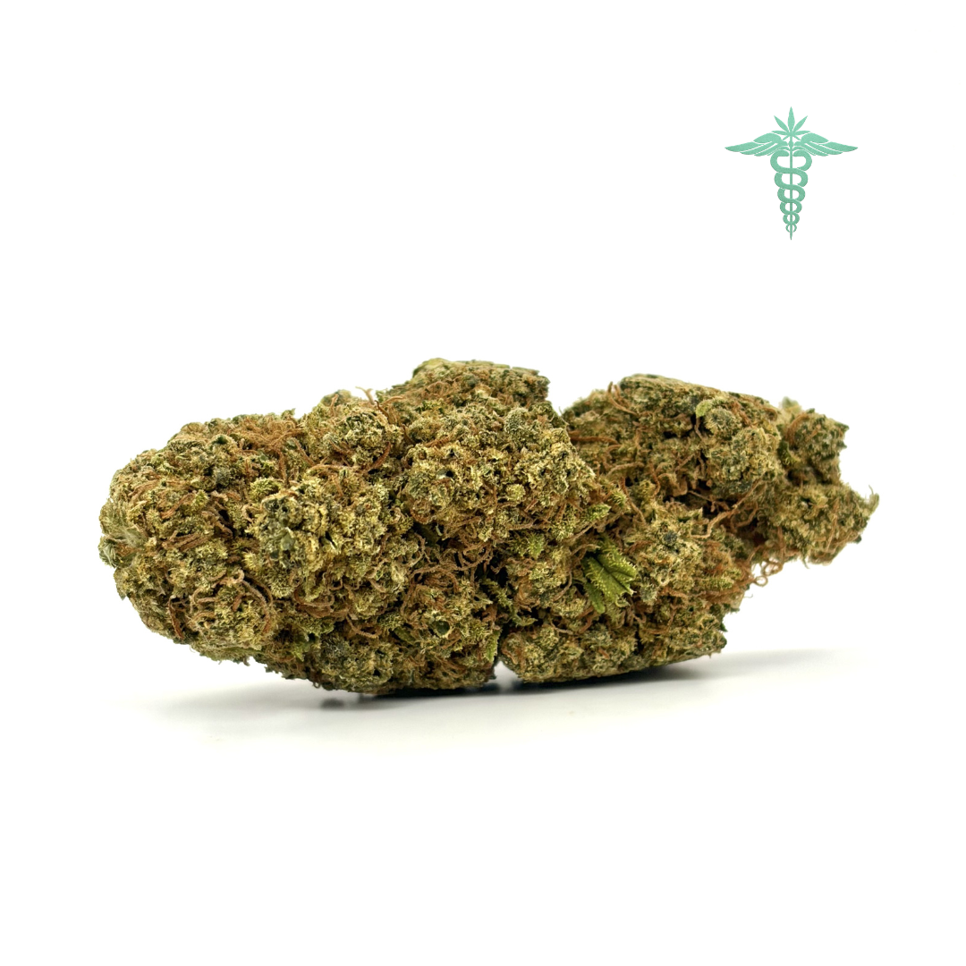 Golden Nugget es una genética que destaca por su aroma profundamente afrutado, con notas que evocan fruta tropical madura en su punto óptimo, acompañadas de un toque ácido y cítrico muy sutil que realza su dulzor natural. Este equilibrio crea una fragancia envolvente, fresca y persistente, con ligeros matices especiados que aportan complejidad al conjunto.
